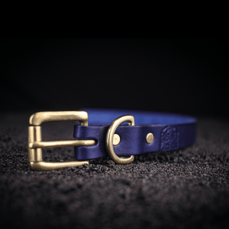 small traditional dog collar in blue leather