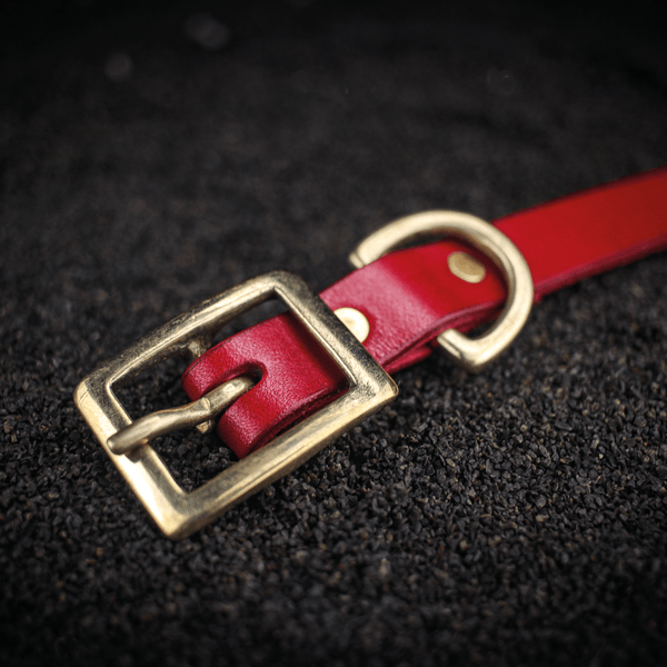extra small traditional leather dog collar with brass fastener